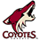 18 Novembre Coyotes_